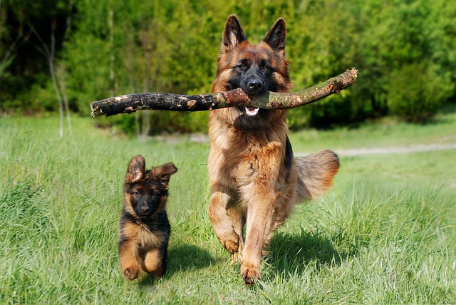 Mascotas-adultos-mayores-carácter-del-animal