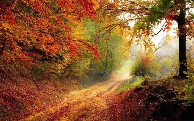 Trivia de la naturaleza: ¿cuánto sabes sobre el mundo natural?