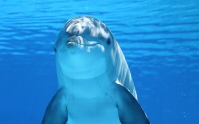 Trivia del mar: ¿cuánto sabes sobre los océanos y sus misterios?